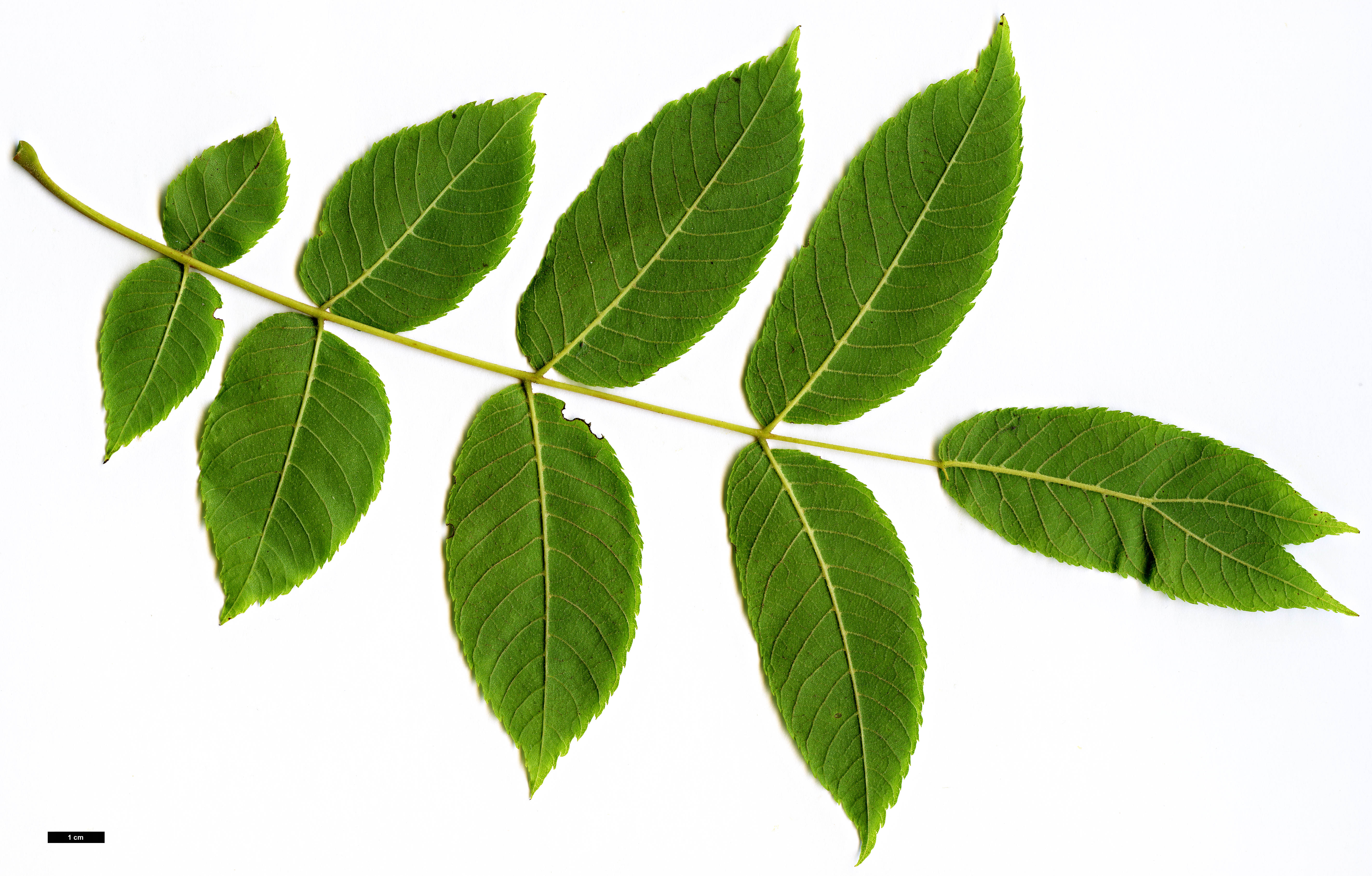 High resolution image: Family: Juglandaceae - Genus: Juglans - Taxon: mollis High resolution image: Family: Juglandaceae - Genus: Juglans - Taxon: mollis